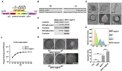 A Novel Rabies Vaccine Based on a Recombinant Bovine Herpes Virus Type 1 Expressing Rabies Virus Glycoprotein